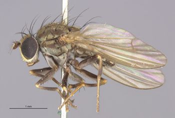 Media type: image;   Entomology 11127 Aspect: habitus lateral view